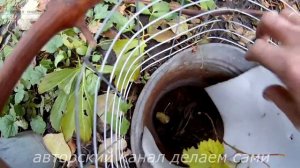 Свой виноградник.Не вызрела лоза винограда,что делать?Продлеваем вызревание лозы винограда