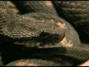 Armenian viper (Vipera raddei)