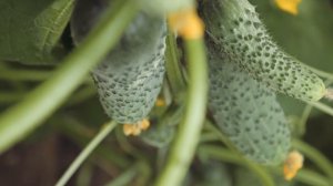 ПАРТЕНОКАРПИЧЕСКИЙ ОГУРЕЦ ГОША F1