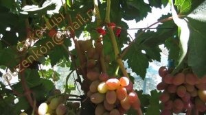 Рута- ультраранний виноград с розовой ягодой (Пузенко Наталья Лариасовна)