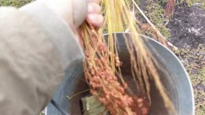 Урожай сорго, прошу совета