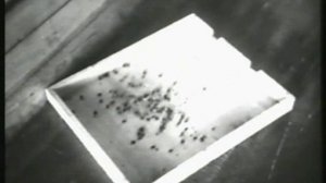 Советское пчеловодство. Павильонное содержание пчёл