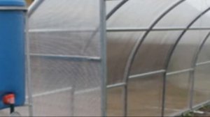 Как правильно поливать арбуз в теплице