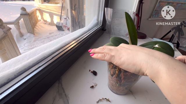 Орхобудни , полив и пересадка орхидеи dream diamond pelor бабочка #orchid #phal #орхомания