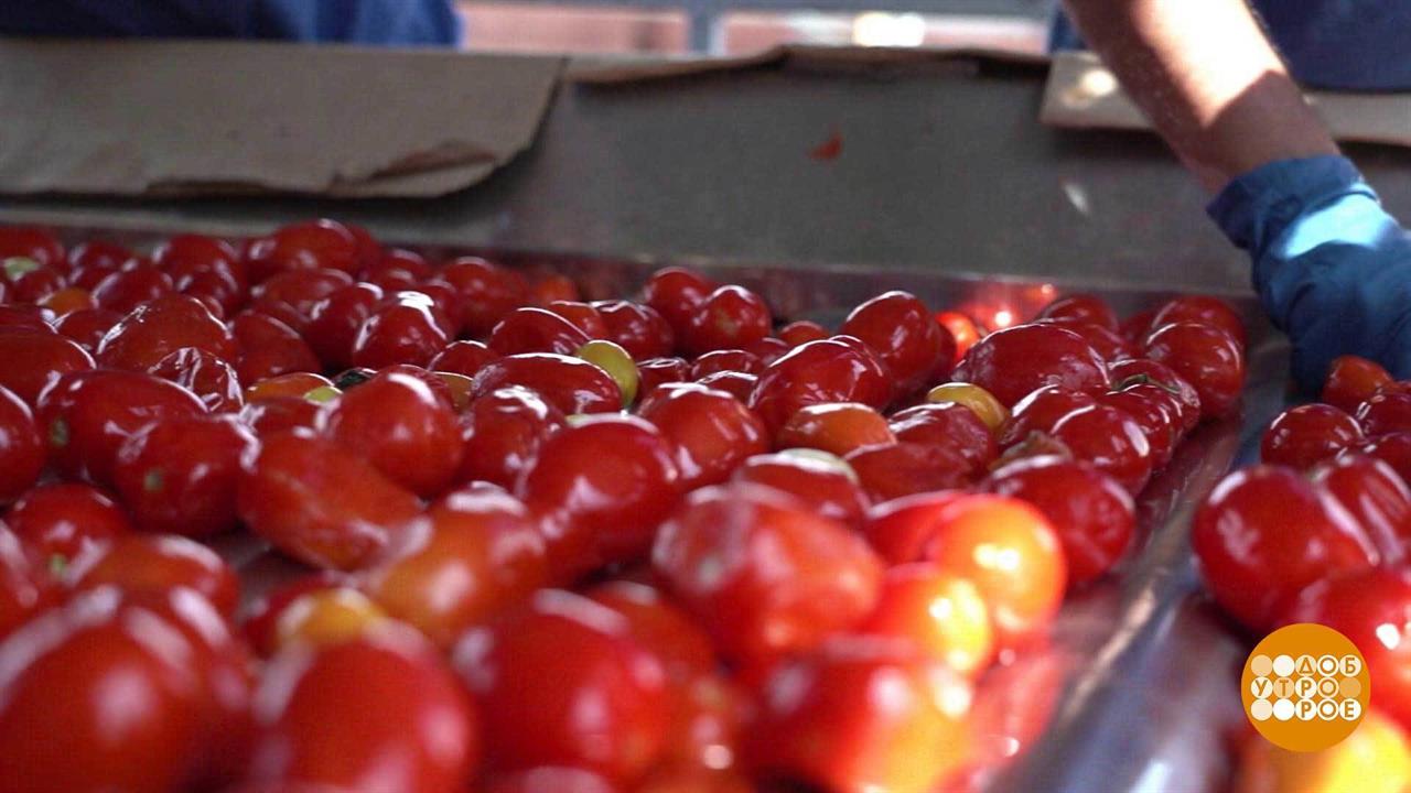 Осенние томаты: какие слаще? Доброе утро. Фрагмент выпуска от 15.09.2022