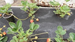 Клубника для начинающих  Фриго. От посадки до первого урожая. Мурано Кабрилло.