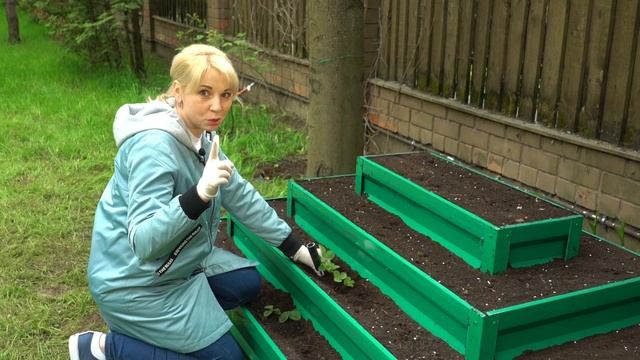 САЖАЕМ КЛУБНИКУ ПРАВИЛЬНО или КЛУБНИЧНАЯ ПЛАНТАЦИЯ В СВОЕМ САДУ смотреть онлайн