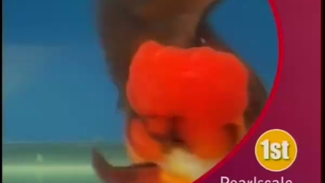 Золотые рыбки