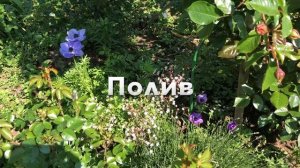 Анемоны?Уход.Посадка.
