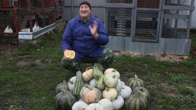 СУПЕР ТЫКВА ДЛЯ КУР НЕСУШЕК.