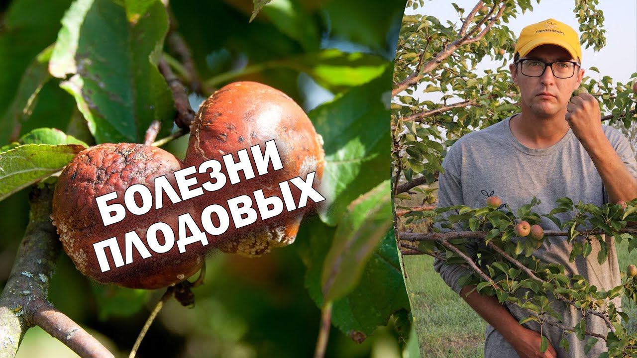 Болезни плодовых #советысадоводам #болезниплодовых