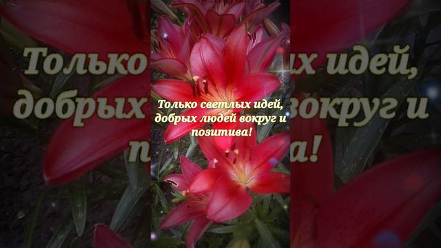 лилии