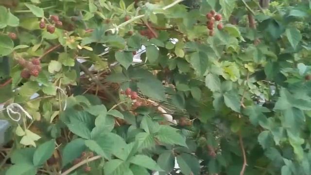 ЕЖЕВИКА БЕЗ ШИПОВ,ОЧЕНЬ УДОБНО,ЗРЕЕТ НА ШПАЛЕРЕ