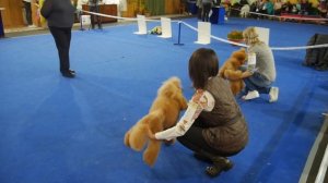 Сравнение, средние пудели - кобели.