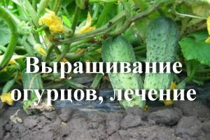 Выращивание огурцов, лечение
