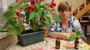 Секрет укоренения комнатных растений. Бегония.