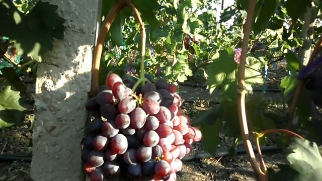 Виноград НиЗина 2018 (Панченко) смотреть онлайн