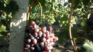 Виноград НиЗина 2018 (Панченко)