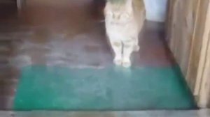 Кот против медведя. Видео подборка. Cat vs Bear