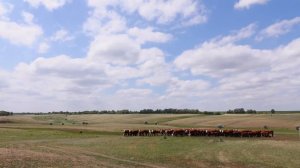 КХ Волгарь - передовое хозяйство агрохолдинга Василина