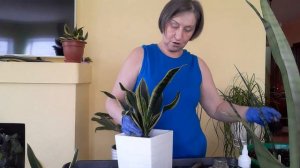 Сансевиерия как много нарастила деток в зимний период,можно снимать каждый день.