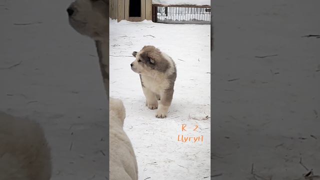 Цугун из ДК. Пред. резерв 🌏 +79089119788 питомник Из Дома Капалак. смотреть онлайн