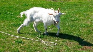 Идет коза рогатая