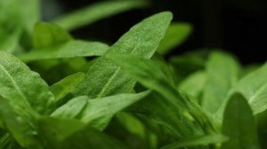 Стаурогин Репенс или ползучий (Staurogyne repens). Популярное растение для аквариума