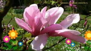 Магнолия гибридная Гэлакси. Краткий обзор, описание характеристик magnolia Galaxy