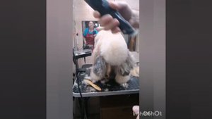 Груминг близкого метиса пуделя. Стрижка и распутывание колтунов