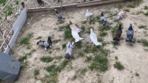 Бакинская широкохвостые голуби#голуби #pigeon #дагестан