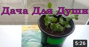 КАПУСТА: ранняя, поздняя, пекинская. Гибриды, характеристика, правила посева
