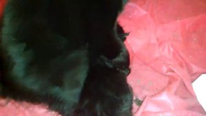 Чёрная молния  Самый крутой роскошный окрас породы Мейн кун