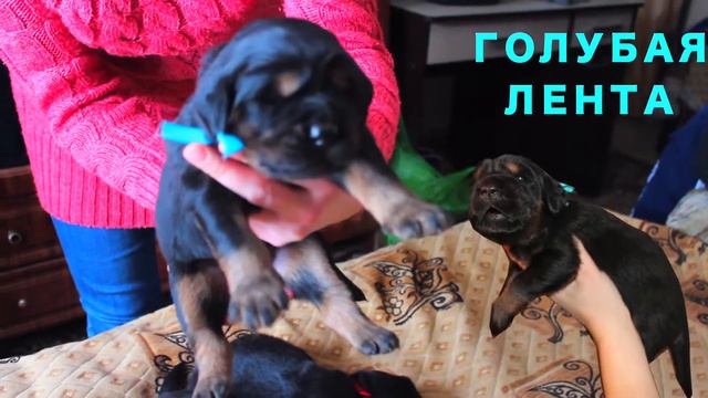 Щенки Тибетского Мастифа// Продажа смотреть онлайн