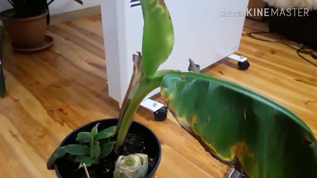 Взошла маракуйя из семян. Банан Киевский суперкарлик смотреть онлайн