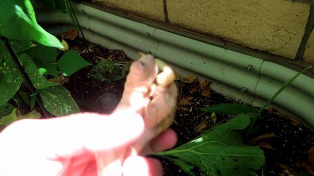 My Ginger is Sprouting all over My Garden | How To Grow Ginger from Store Bought Ginger Sprout  | 🤗 смотреть онлайн