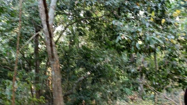 громкий звон птиц смотреть онлайн