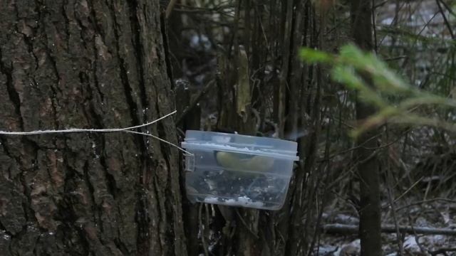 №2766 14 11 2022 Снегири, зеленушки и другие смотреть онлайн