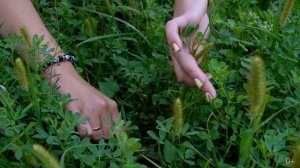 Сено, сенаж или солома. Отбор проб на качество трав.