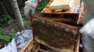 Пчелопакет, быстрое развитие, улей - лежак на 32 рамки. Часть 2