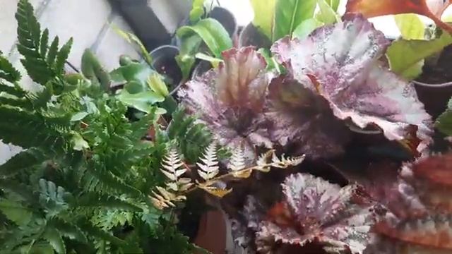 Бегонии, папоротники, эсхинантусы - мои растения смотреть онлайн