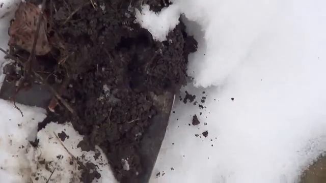 Хранение топинамбура