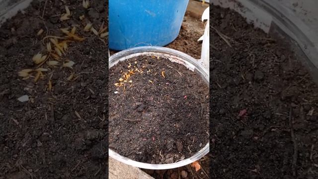 Посев многолетников и не только на рассаду смотреть онлайн