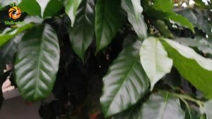 Начало созревания кофе "Арабика". Coffea arabica.