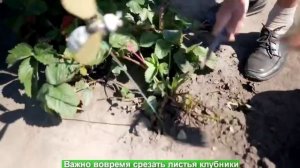 Срезаем листья у клубники: когда и зачем срезать!
