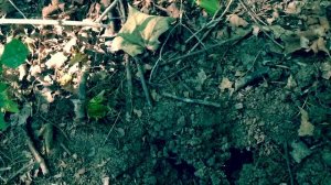 Nokta Makro gold kruzer