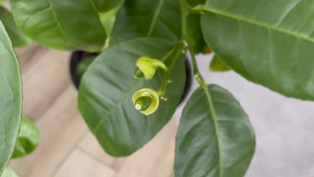 Цветение и плодоношение лимона смотреть онлайн