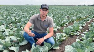 Своевременная профилактика – лучшая защита от Капустной моли. Инсектицид Эфория и Амплиго.