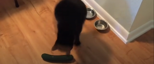 Коты и огурец