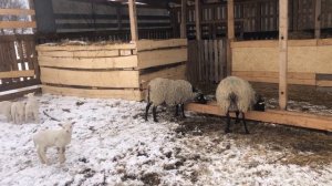 Окот Романовских овец, подготовка и первые дни